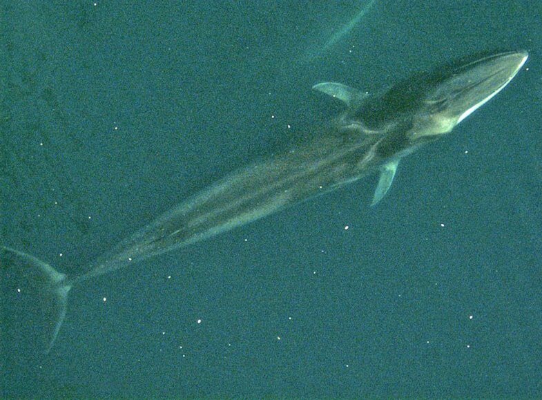 Corps allongé d’un rorqual commun photographié depuis les airs