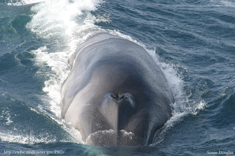 Vue frontale de la tête d’un rorqual commun à la surface