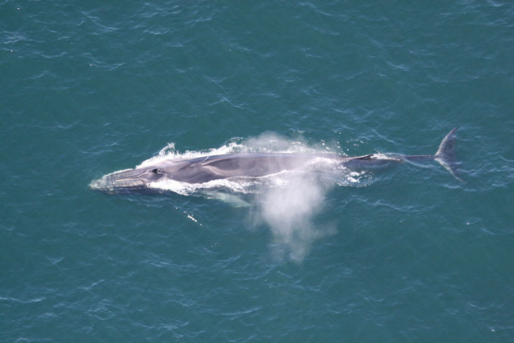 Souffle d’un rorqual commun saisi depuis un point de vue aérien